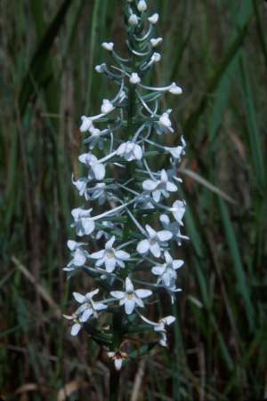 Habenaria nivea