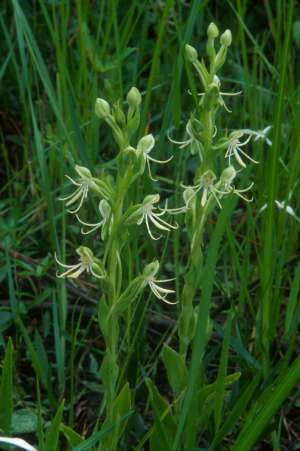 Habenaria quinqueseta