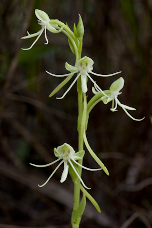 Habenaria quinqueseta