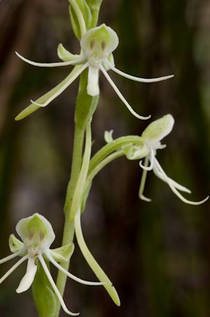 Habenaria quinqueseta