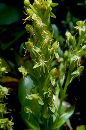 Habenaria repens