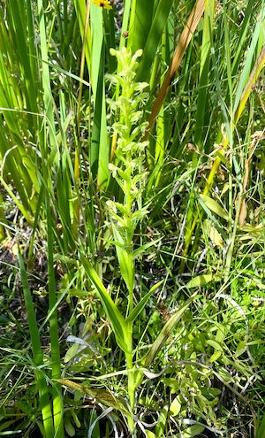 Habenaria repens