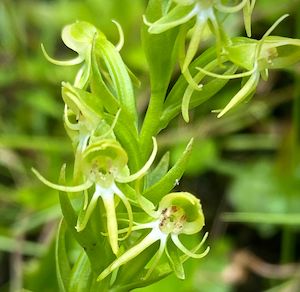 Habenaria repens