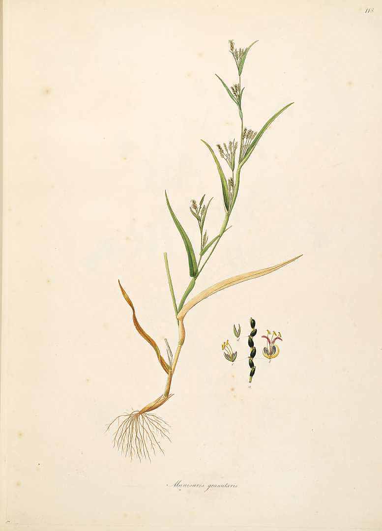 Hackelochloa granularis