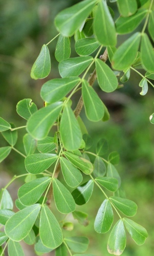 Haematoxylum campechianum