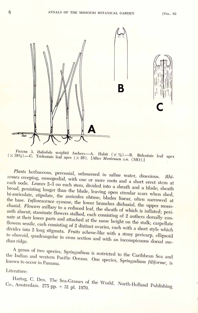 Halodule wrightii