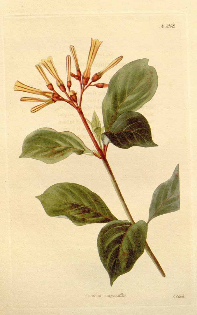 Hamelia axillaris