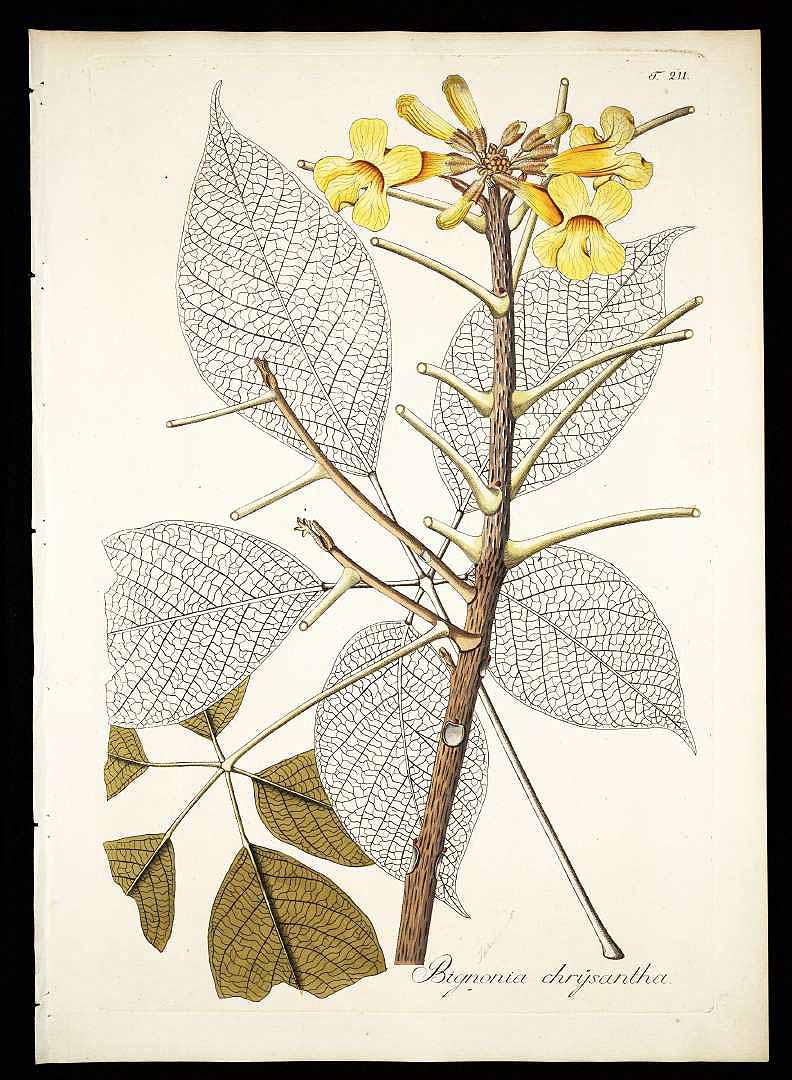 Handroanthus chrysanthus