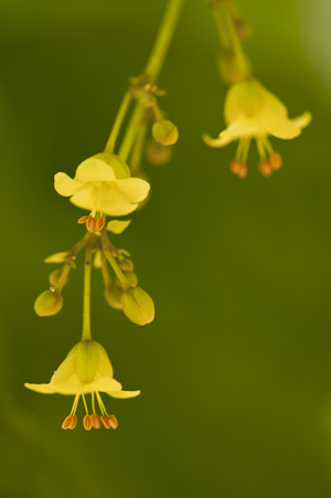 Harpullia arborea