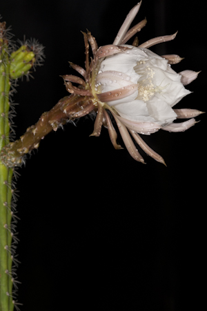 Harrisia aboriginum