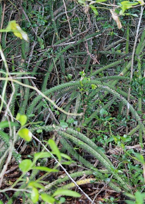 Harrisia fragrans