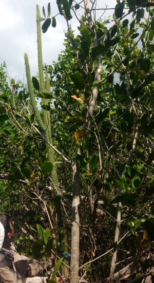 Harrisia fragrans