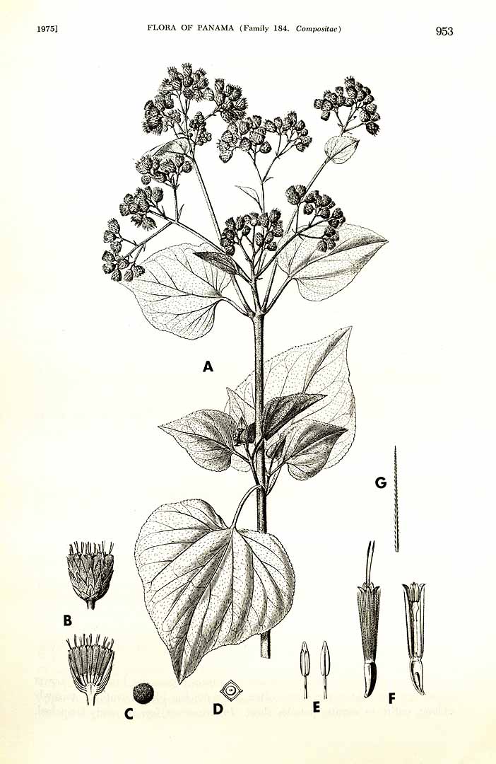 Hebeclinium macrophyllum