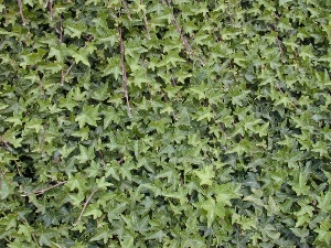 Hedera helix