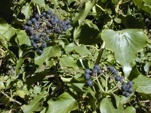 Hedera helix