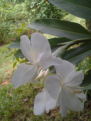 Hedychium coronarium