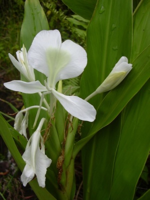 Hedychium coronarium