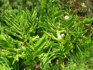 Hedychium coronarium