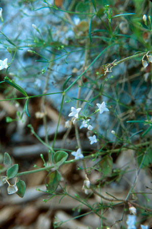 Stenaria nigricans