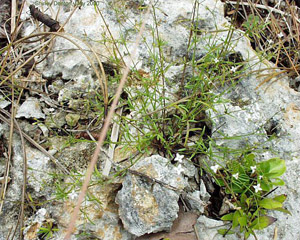 Stenaria nigricans