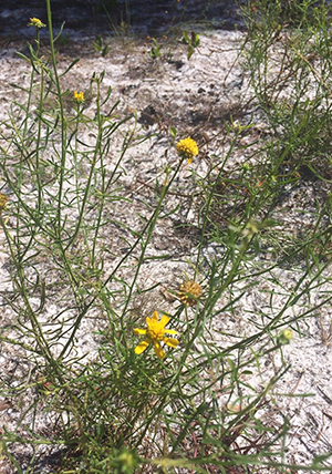 Helenium amarum