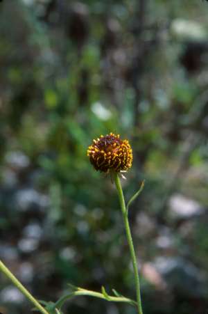 Helenium flexuosum