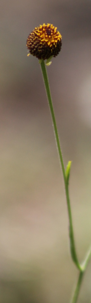 Helenium flexuosum
