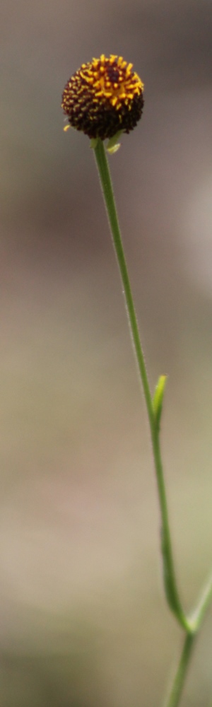 Helenium flexuosum