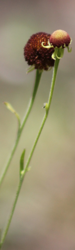 Helenium flexuosum