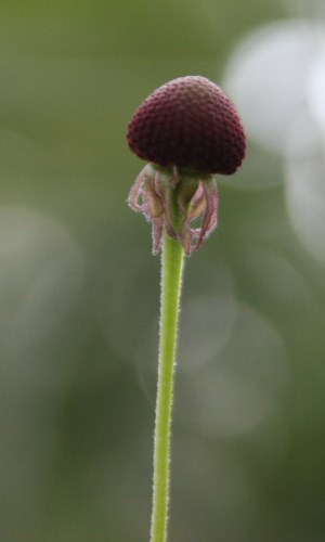 Helenium flexuosum