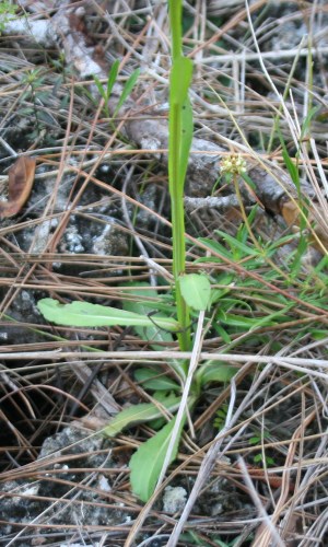 Helenium flexuosum