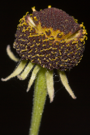 Helenium flexuosum