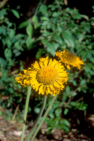 Helenium pinnatifidum