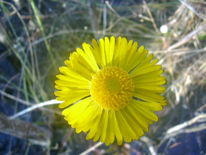 Helenium pinnatifidum