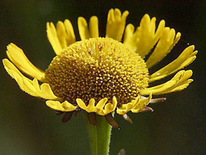 Helenium pinnatifidum