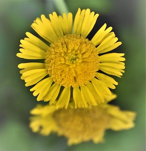 Helenium pinnatifidum