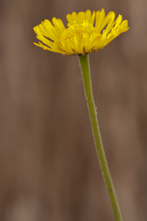 Helenium pinnatifidum