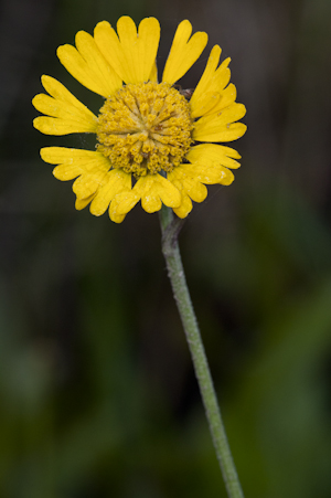 Helenium pinnatifidum