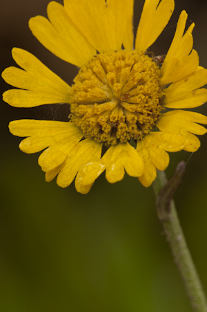 Helenium pinnatifidum