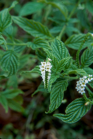 Heliotropium angiospermum