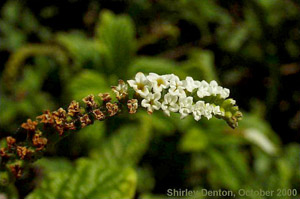 Heliotropium angiospermum