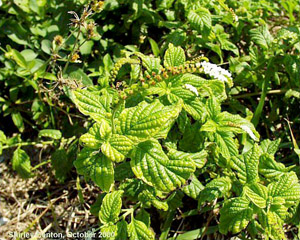 Heliotropium angiospermum