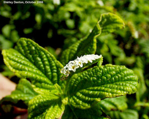 Heliotropium angiospermum