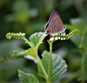 Heliotropium angiospermum