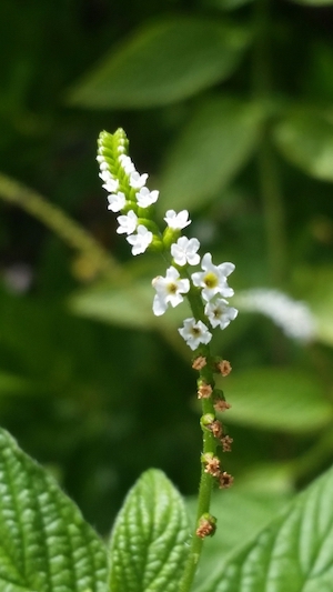 Heliotropium angiospermum