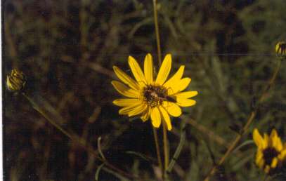 Helianthus angustifolius