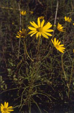 Helianthus angustifolius