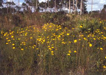 Helianthus angustifolius