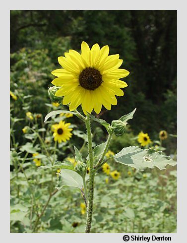 Helianthus annuus