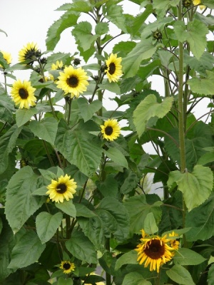 Helianthus annuus